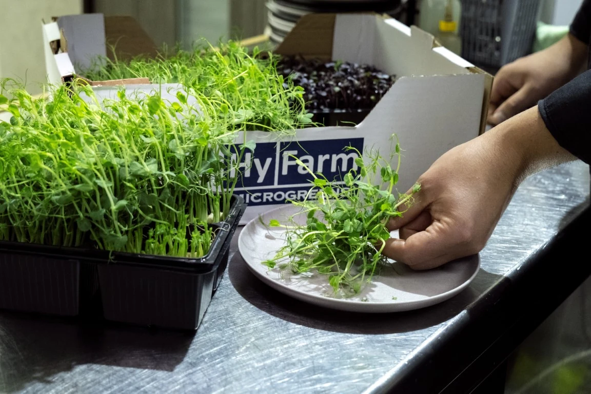 Microplante vii Hy-Farm folosite la pregătirea unei farfurii.