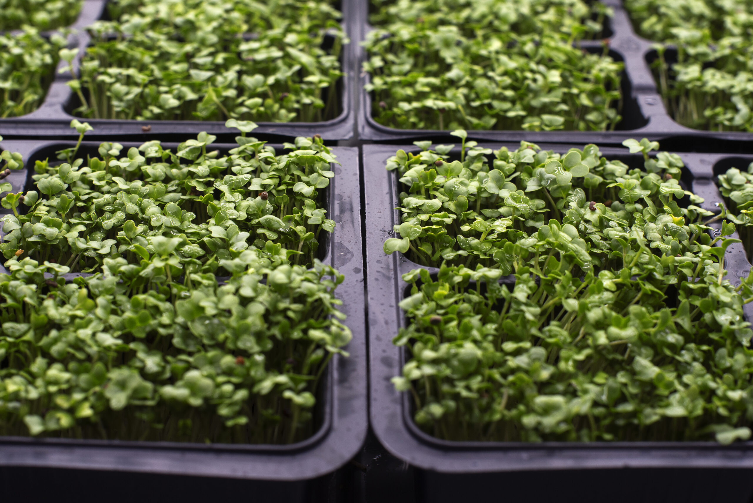 Living microgreens in verified Hy-Farm trays.